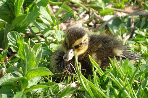ducklings  fluffy  cute