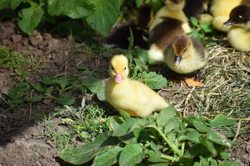 ducklings  yellow  small