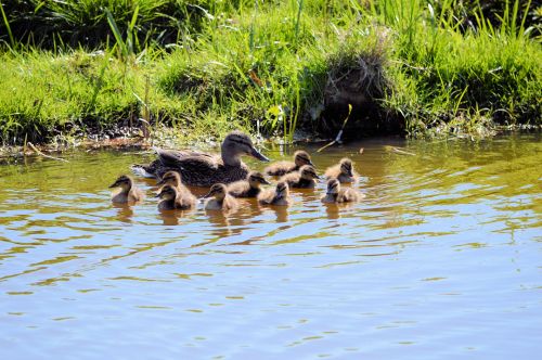 Ducklings And Ducks