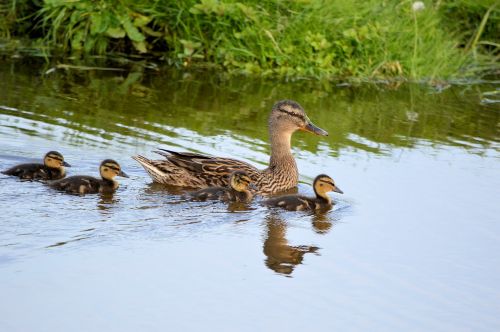 Ducklings And Ducks