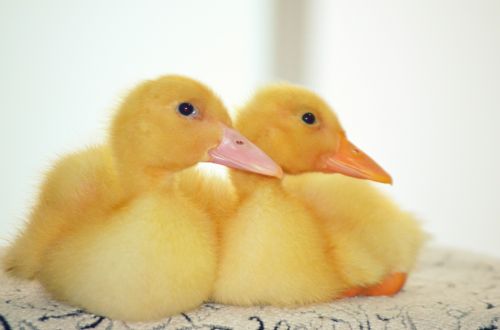 Ducklings (e)
