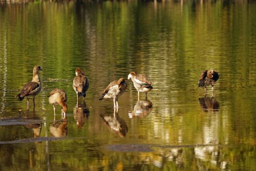 ducks water water bird