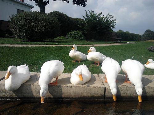 ducks white pond