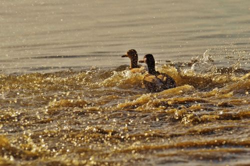 ducks escape tracking