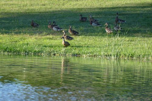 ducks pond lake