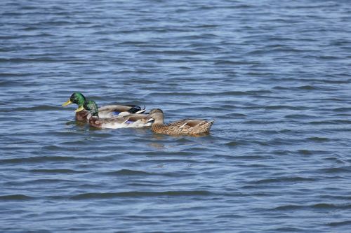 ducks pond swim