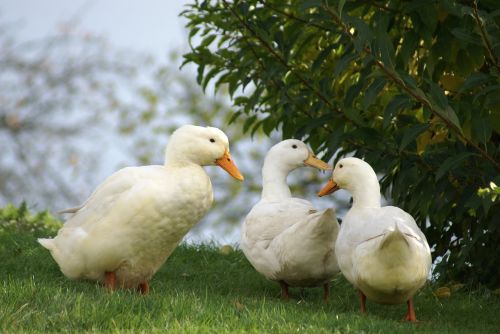 ducks white animals