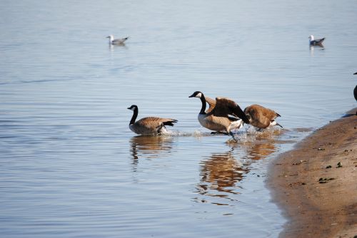 ducks water swimming