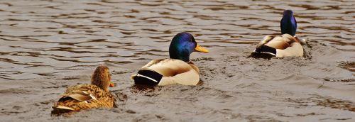 ducks water bird poultry