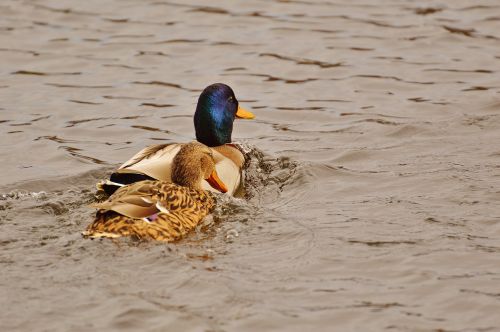 ducks smooch water bird