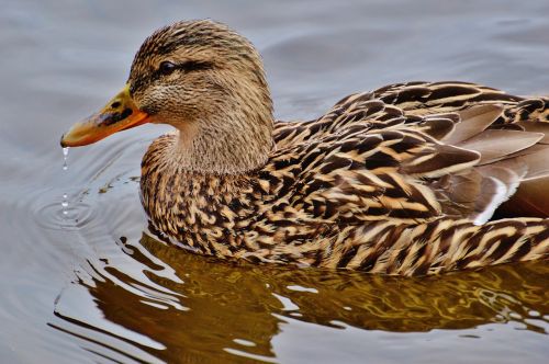 ducks water bird poultry