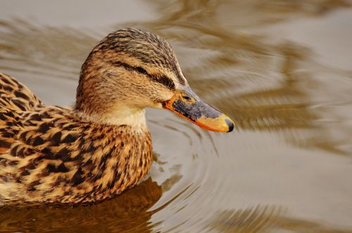 ducks water bird poultry