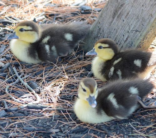 ducks ducklings waterfowl