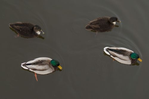 ducks pond male