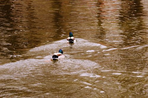 ducks water bird poultry
