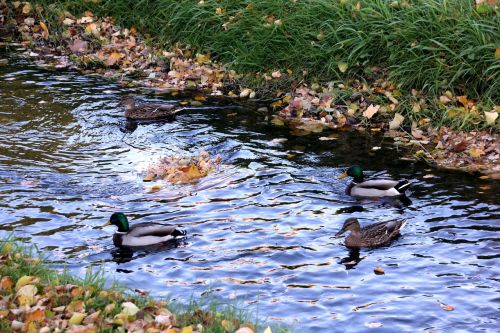 ducks duck pairs water