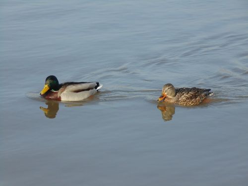 ducks water bird