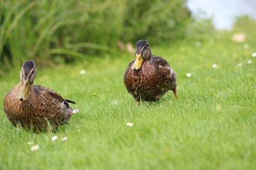 ducks meadow spring