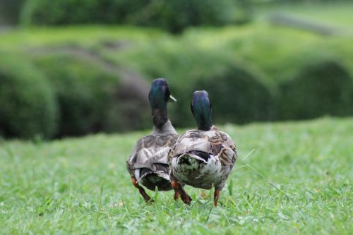 ducks mallard wildlife