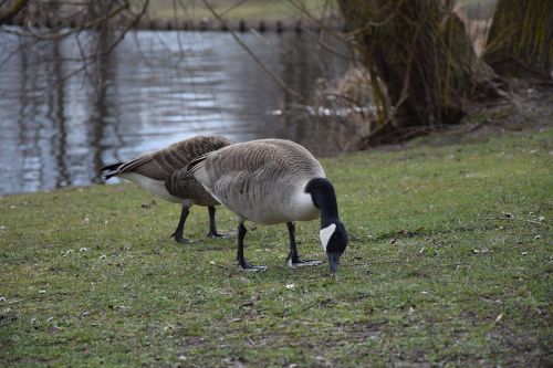 ducks meadow bird