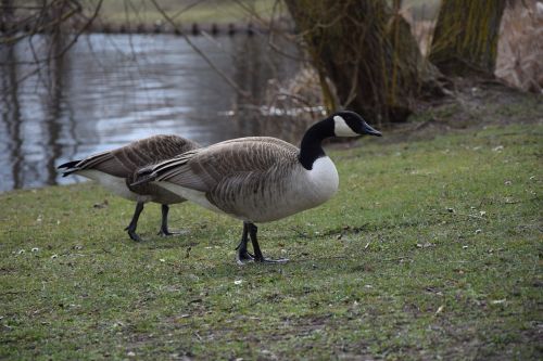 ducks meadow bird