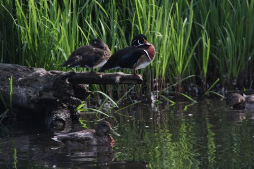 ducks pond water