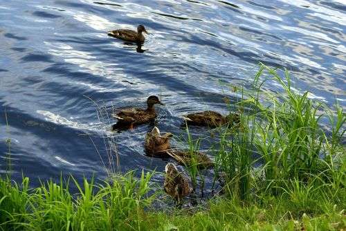 ducks duck grass