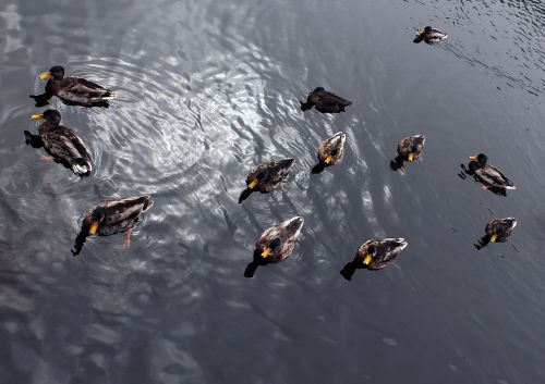 ducks reflection water
