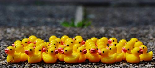 ducks figures group