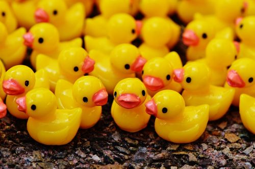 ducks figures group