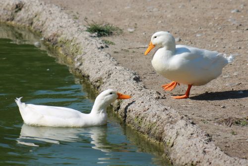 ducks bird water bird