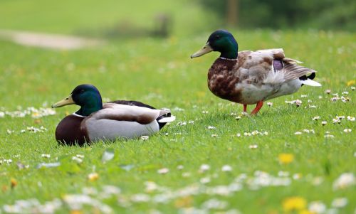 ducks mallards grass