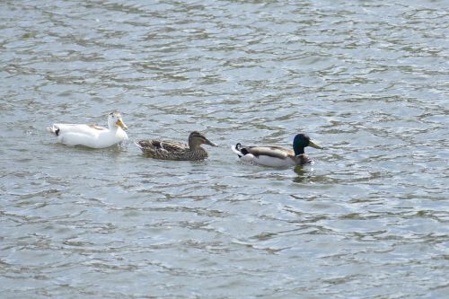 ducks pond water