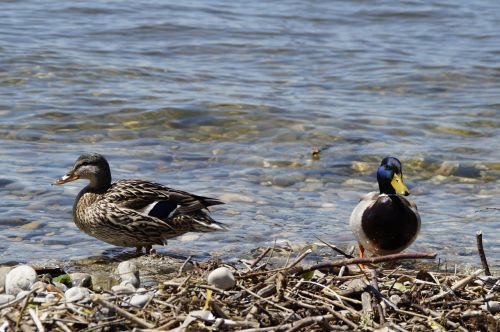 ducks mallards birds