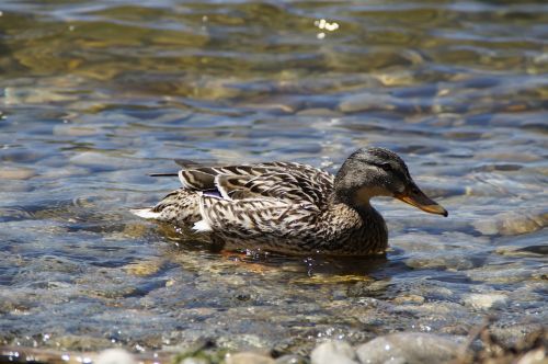 ducks mallards birds