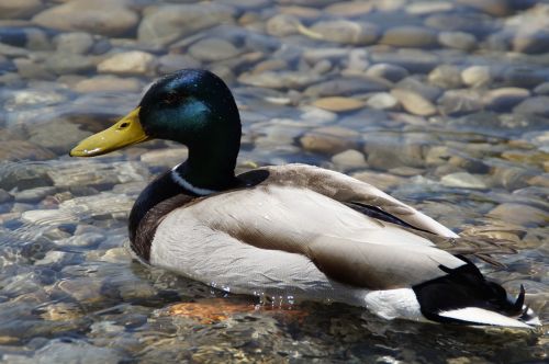 ducks mallards birds