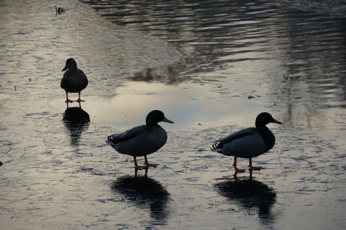 ducks lake winter