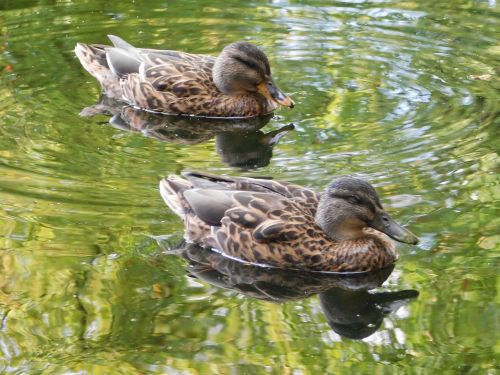 ducks swim water bird