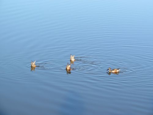 ducks fishing swimming