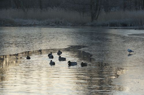 ducks winter lake