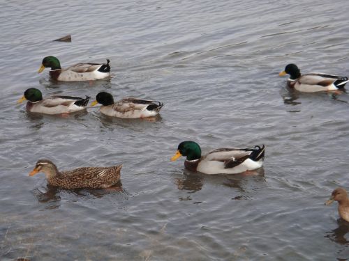 ducks pond water