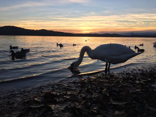 ducks swan sunset