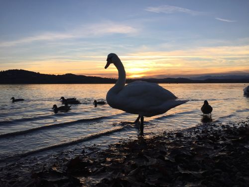 ducks swan sunset