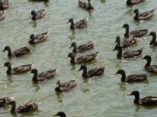 ducks lake pond