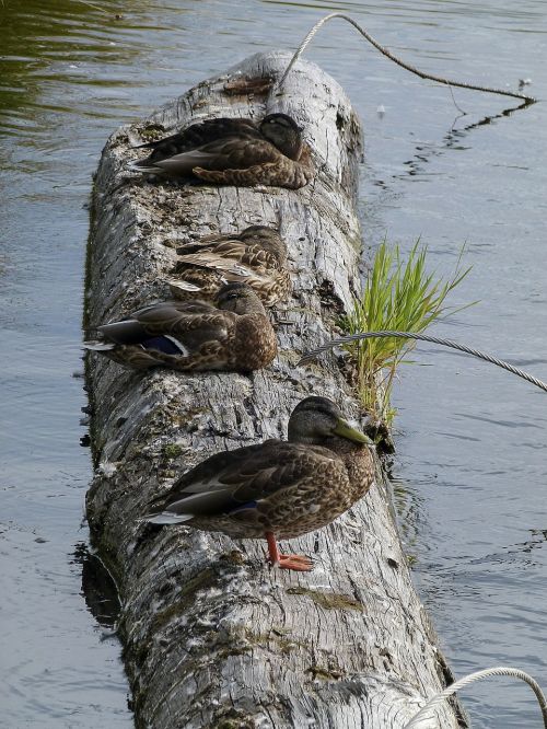 ducks water birds feathered