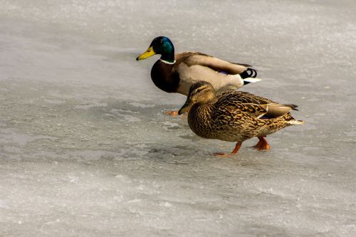 ducks animals water