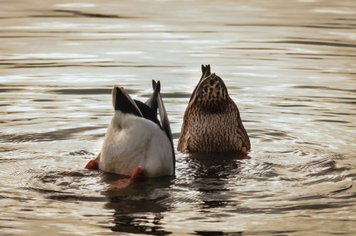 ducks mallards water