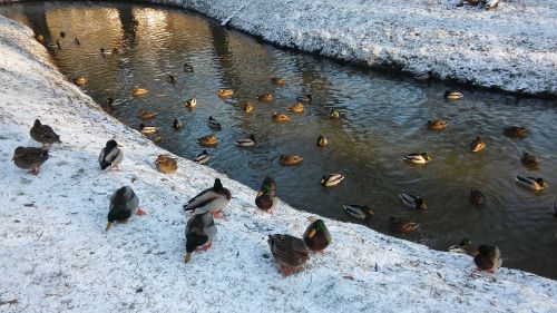 ducks bird water