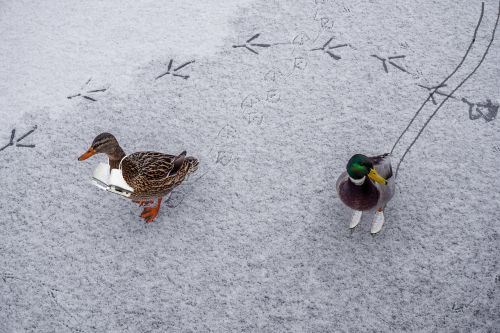 ducks ice skates