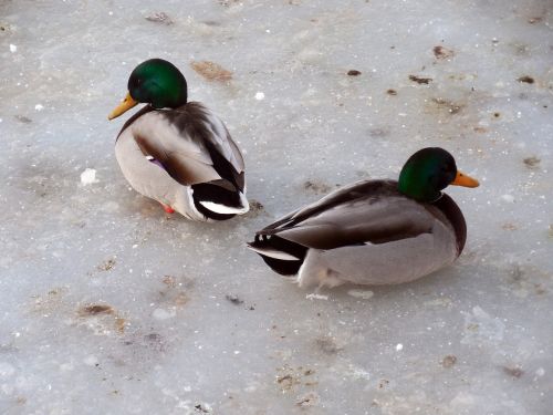 ducks ice winter